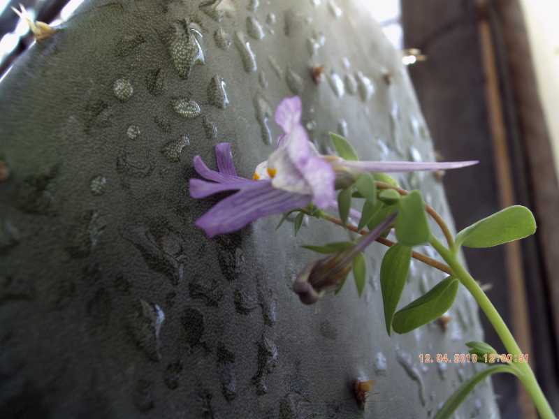 Linaria reflexa